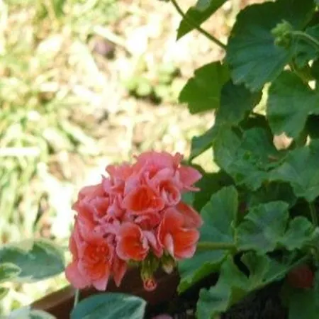 Trogirsunset - Since 2000 טרוגיר