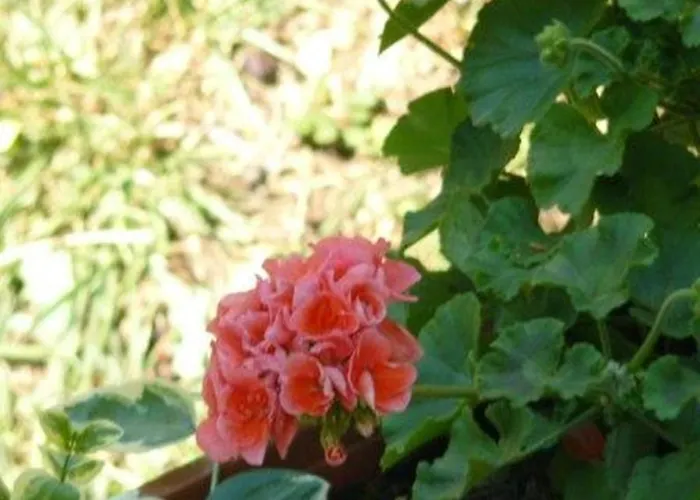 Trogirsunset - Since 2000 Trogir